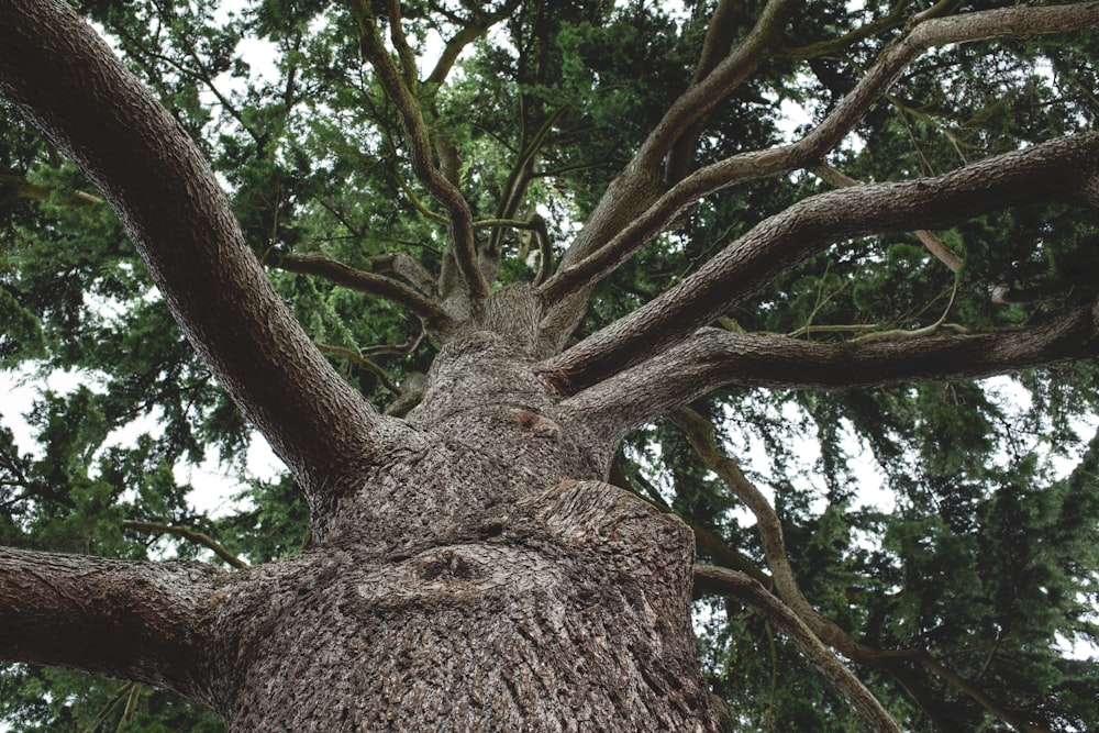 low-angle photography of green-leafed tree