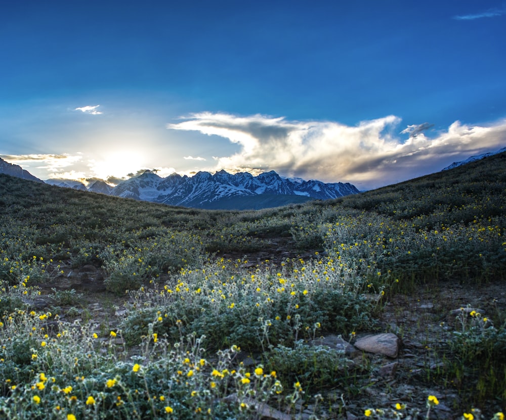 yellow flower field