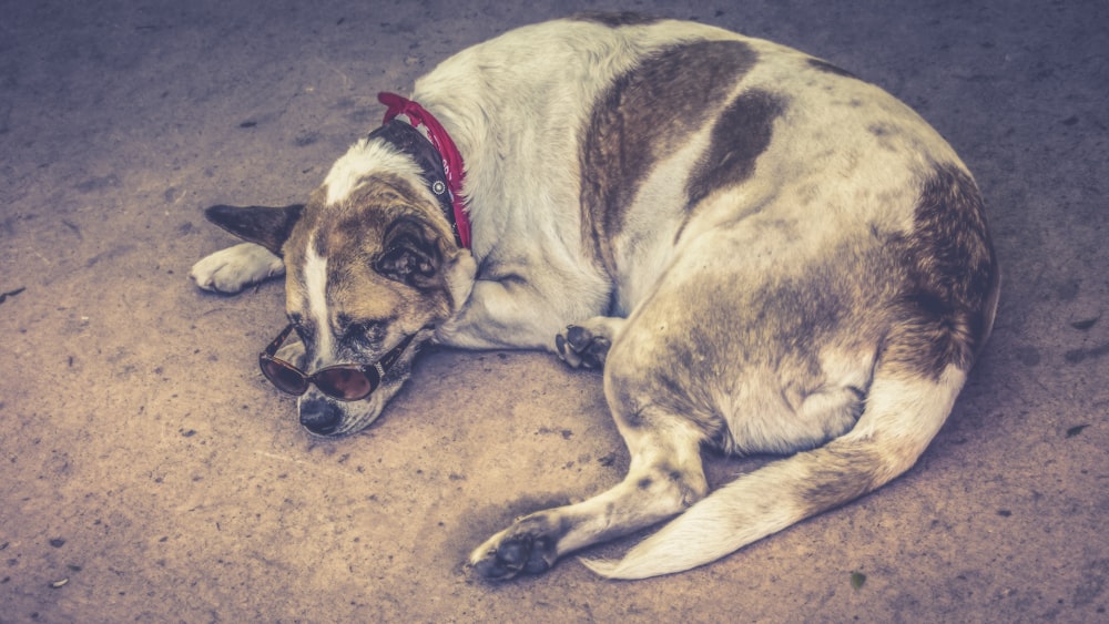 a brown and white dog laying on the ground