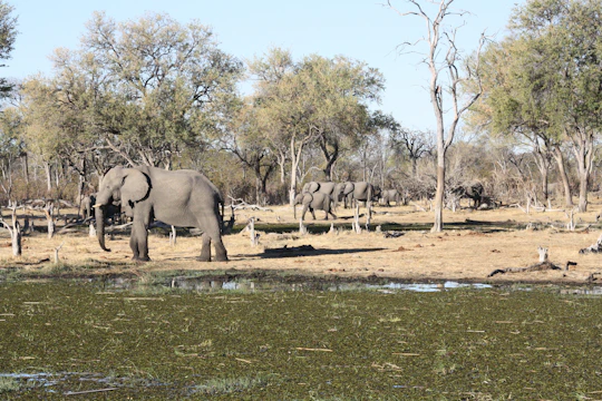 A ranger monitoring a herd of elephants in a lush African savannah.