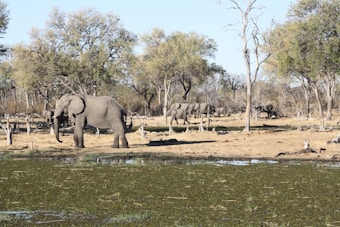 A herd of elephants roams through a savanna landscape, surrounded by dry grass and sparse trees. The foreground features a small water body with green vegetation on its surface. The scene is bright and open, with clear skies above.
