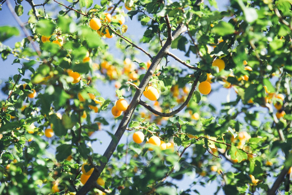 gelbe runde Früchte