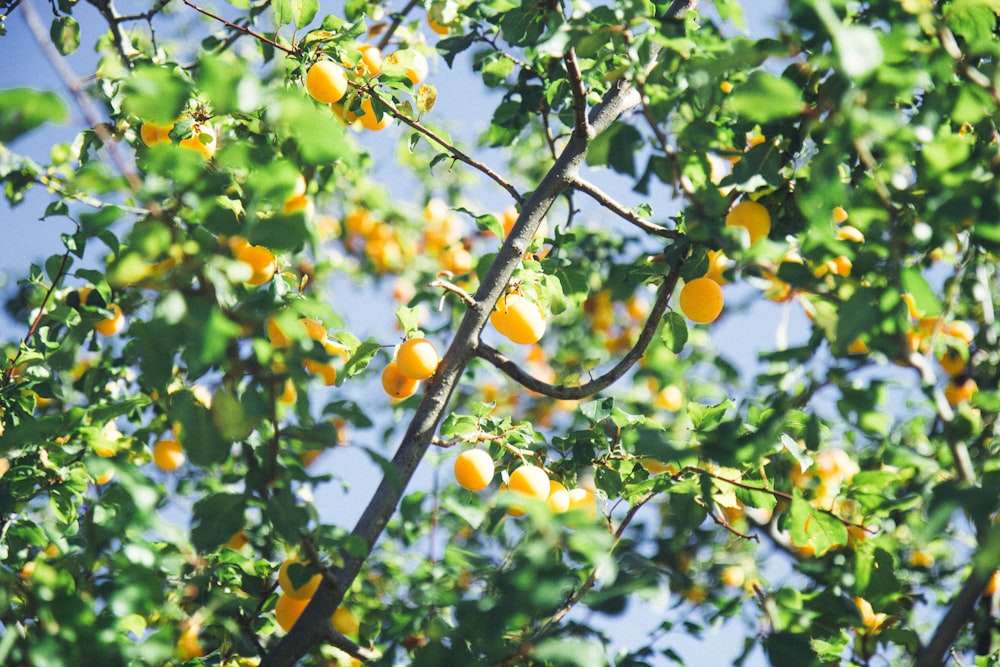 yellow round fruits