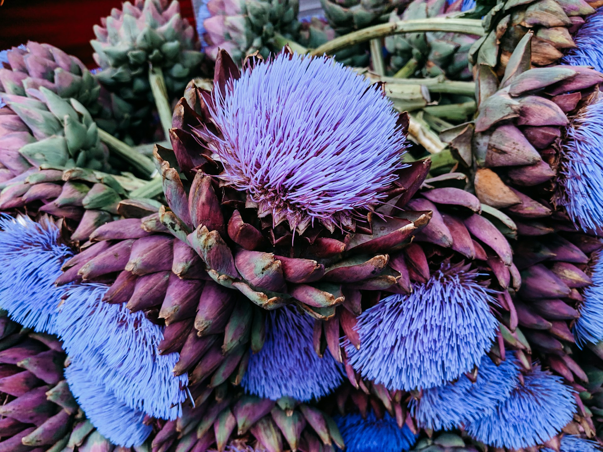 blue-petlaed flower