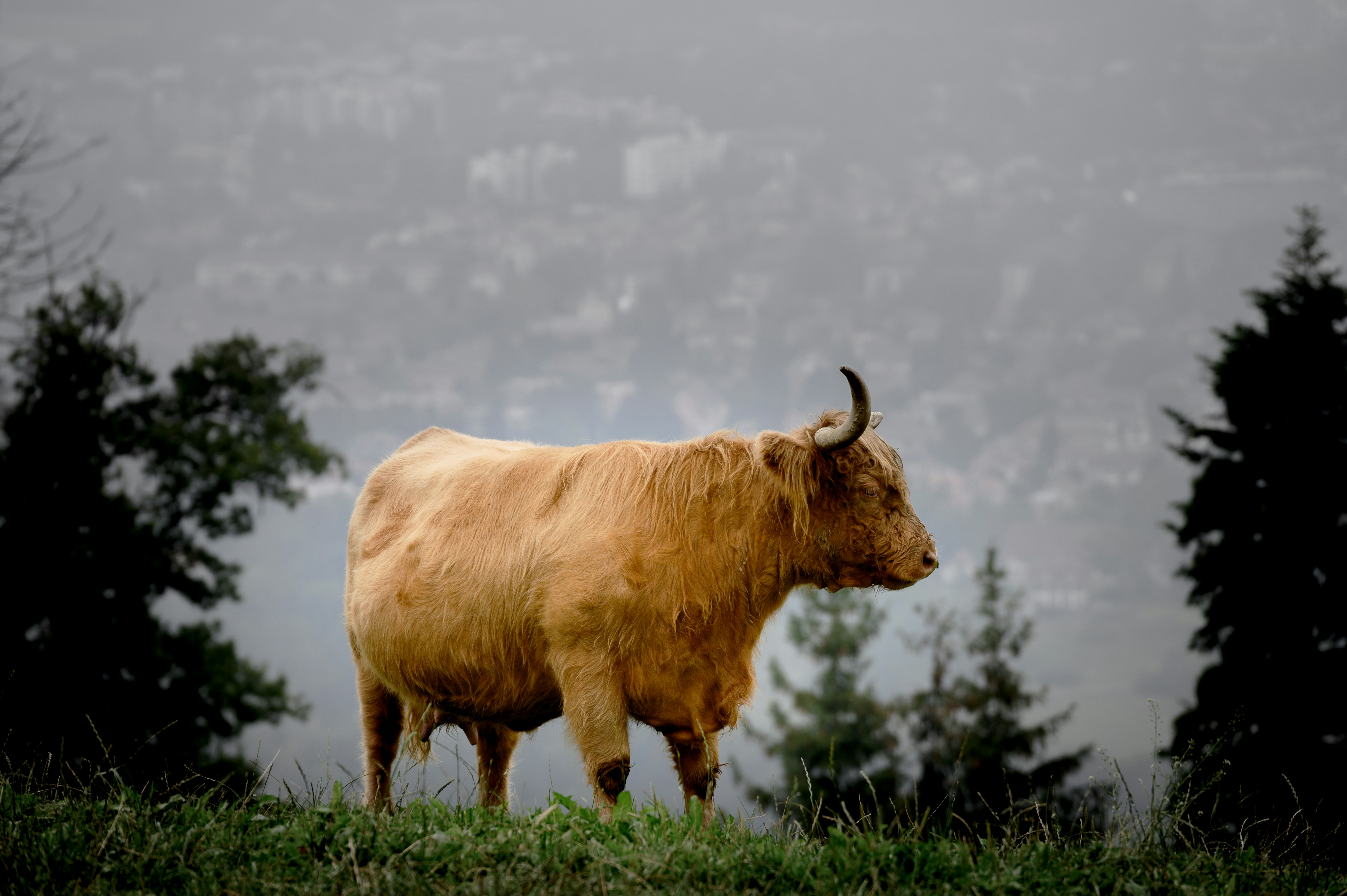 brown cattle standing on green grass field