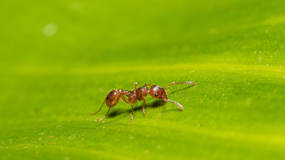 selective-focus photography of ant