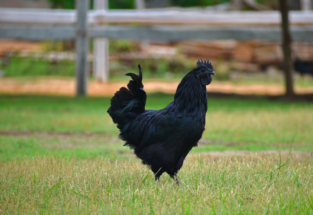 close-up photography of ayam cemani chicken