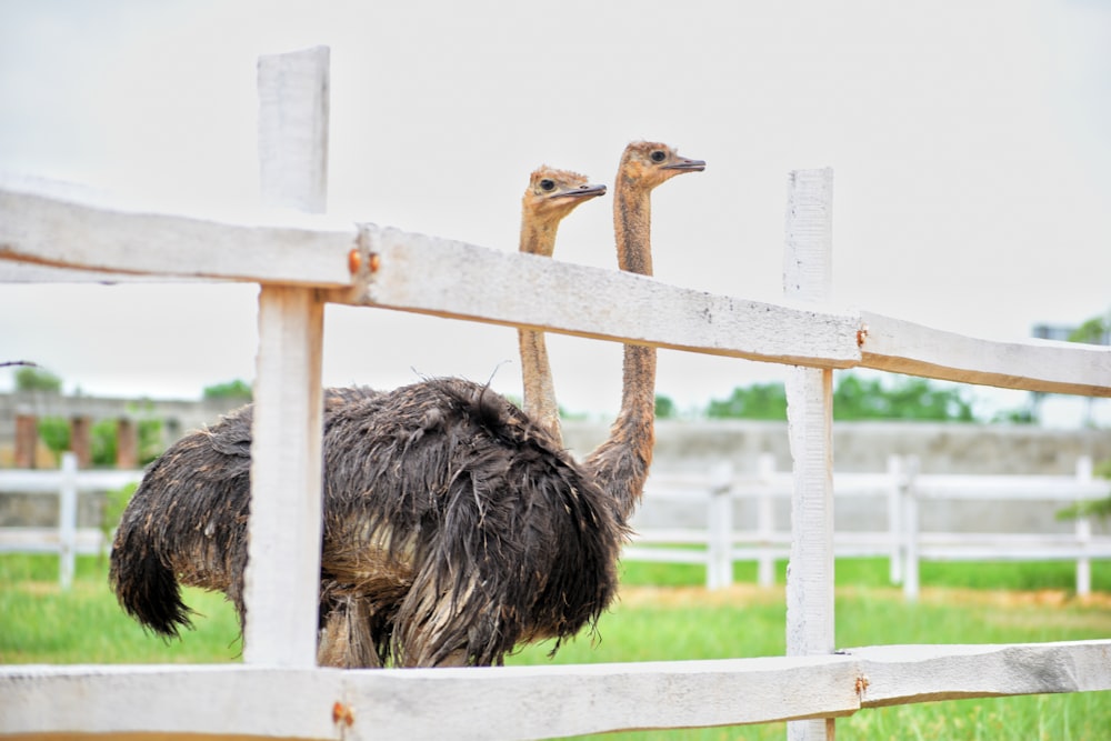 two black ostriches in fence