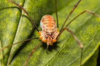 brown spider