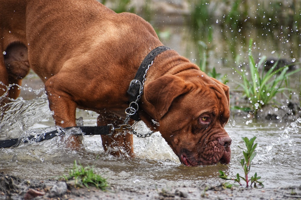 brown dog drinking water