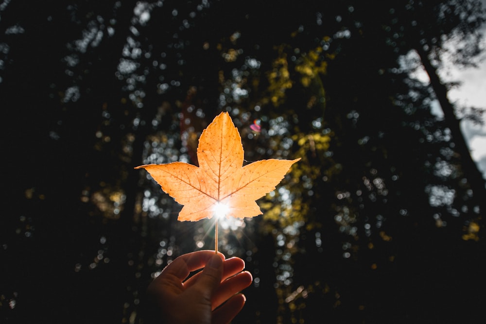 brown maple leaf