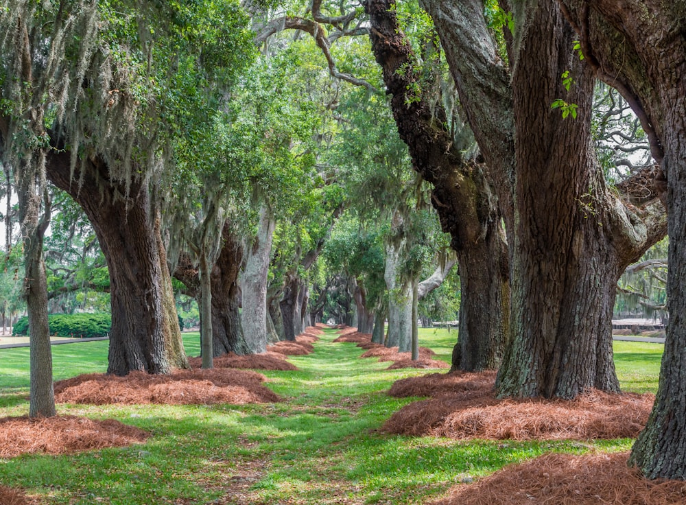 green tree tunnel at daytime