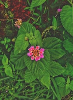 Close-up of local flora with rich green leaves and colorful flowers