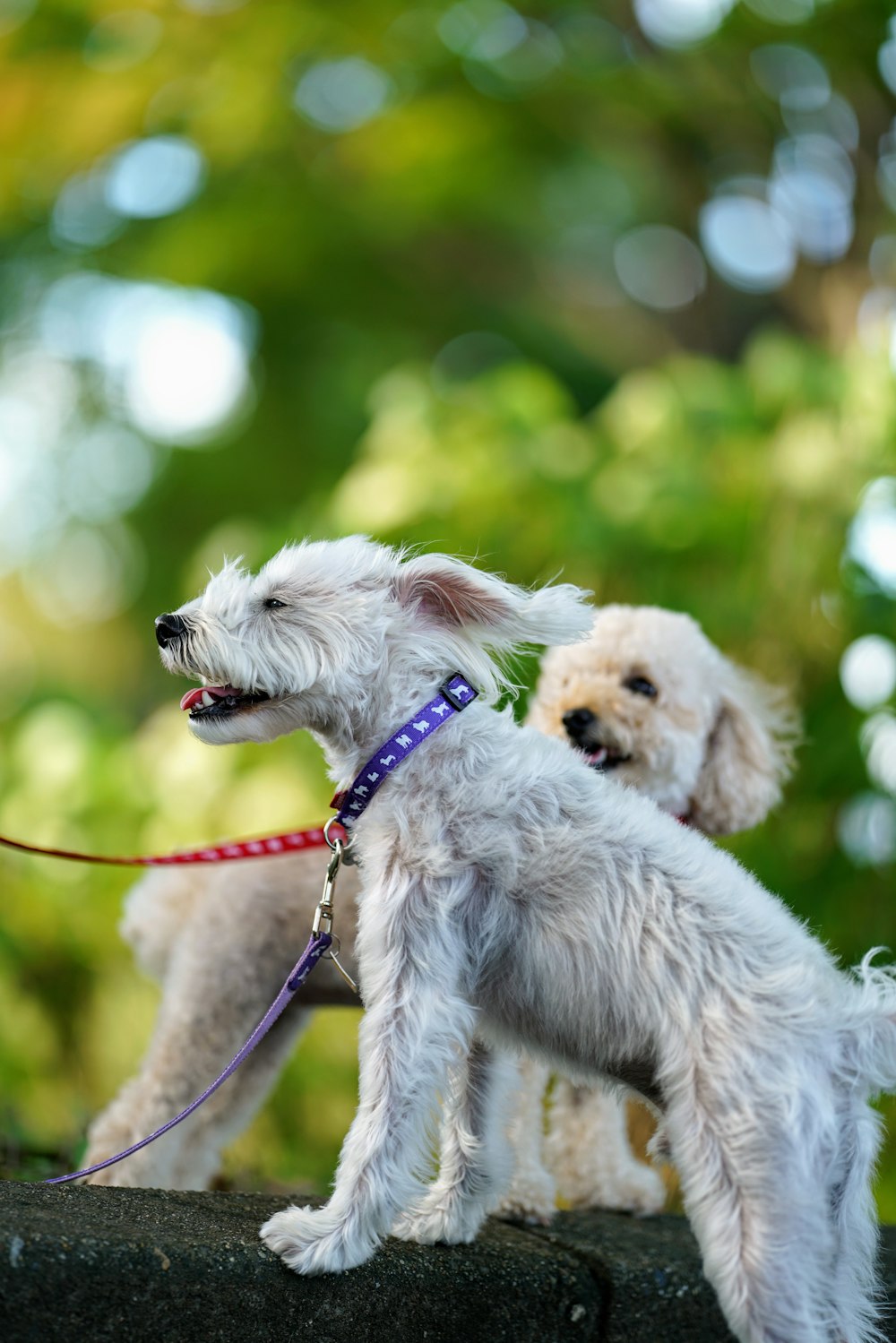 two leashed white dogs