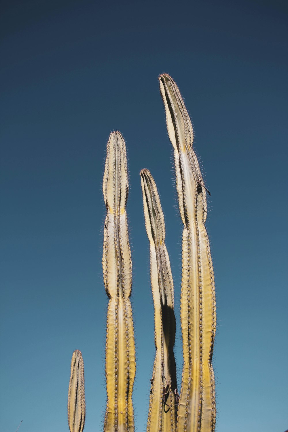 a group of cactus plants with a blue sky in the background