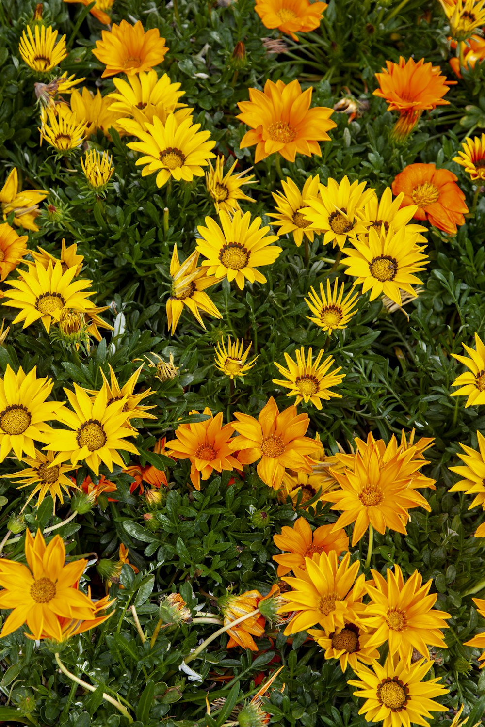 yellow flowers