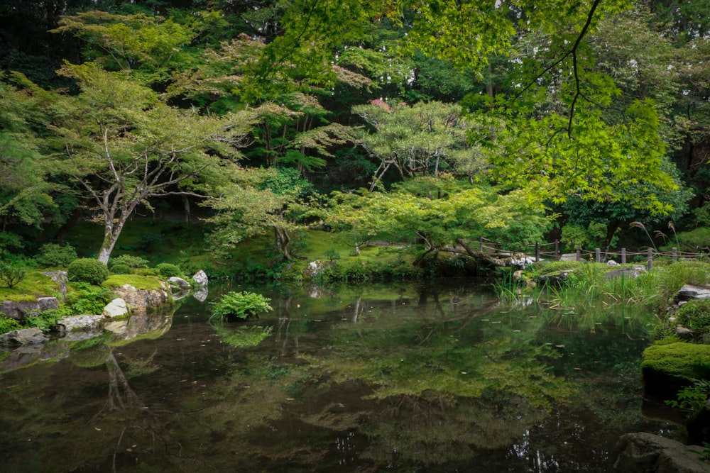 green trees near pond