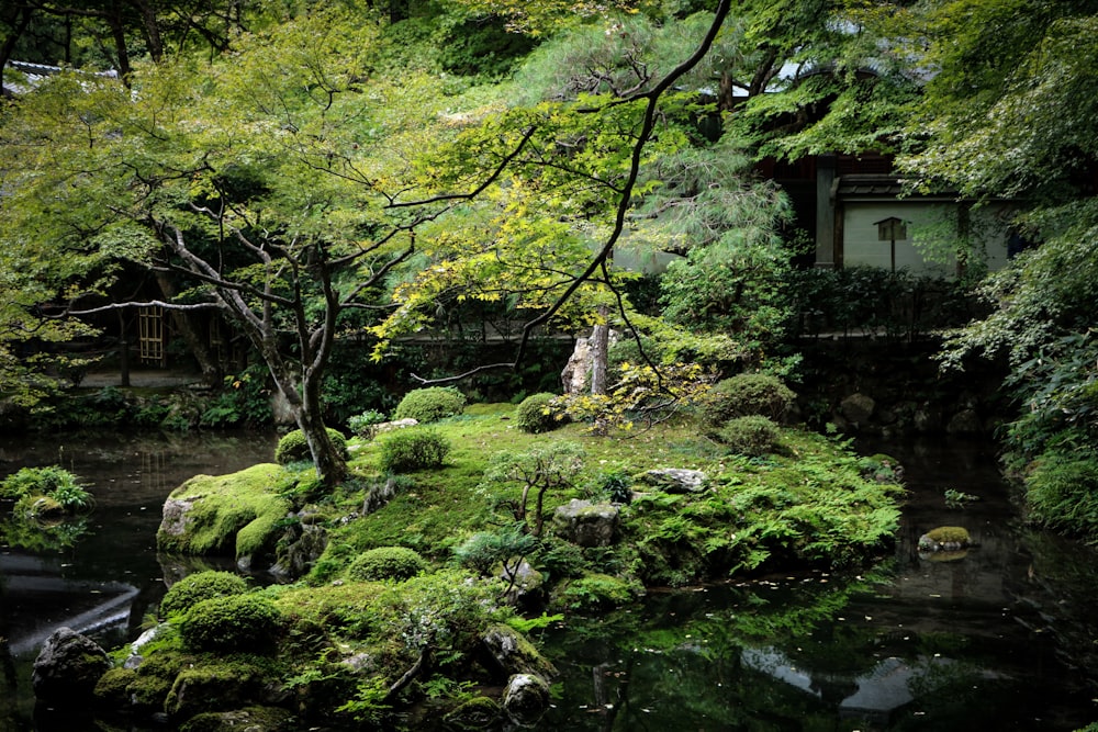 green-leafed trees during daytim