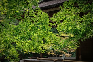 Lush green leaves of a maple tree are in the foreground, with sunlight filtering through them. In the background, part of a traditional wooden structure is visible, partially obscured by the foliage. The setting appears tranquil and harmonious, suggesting a garden or natural environment.