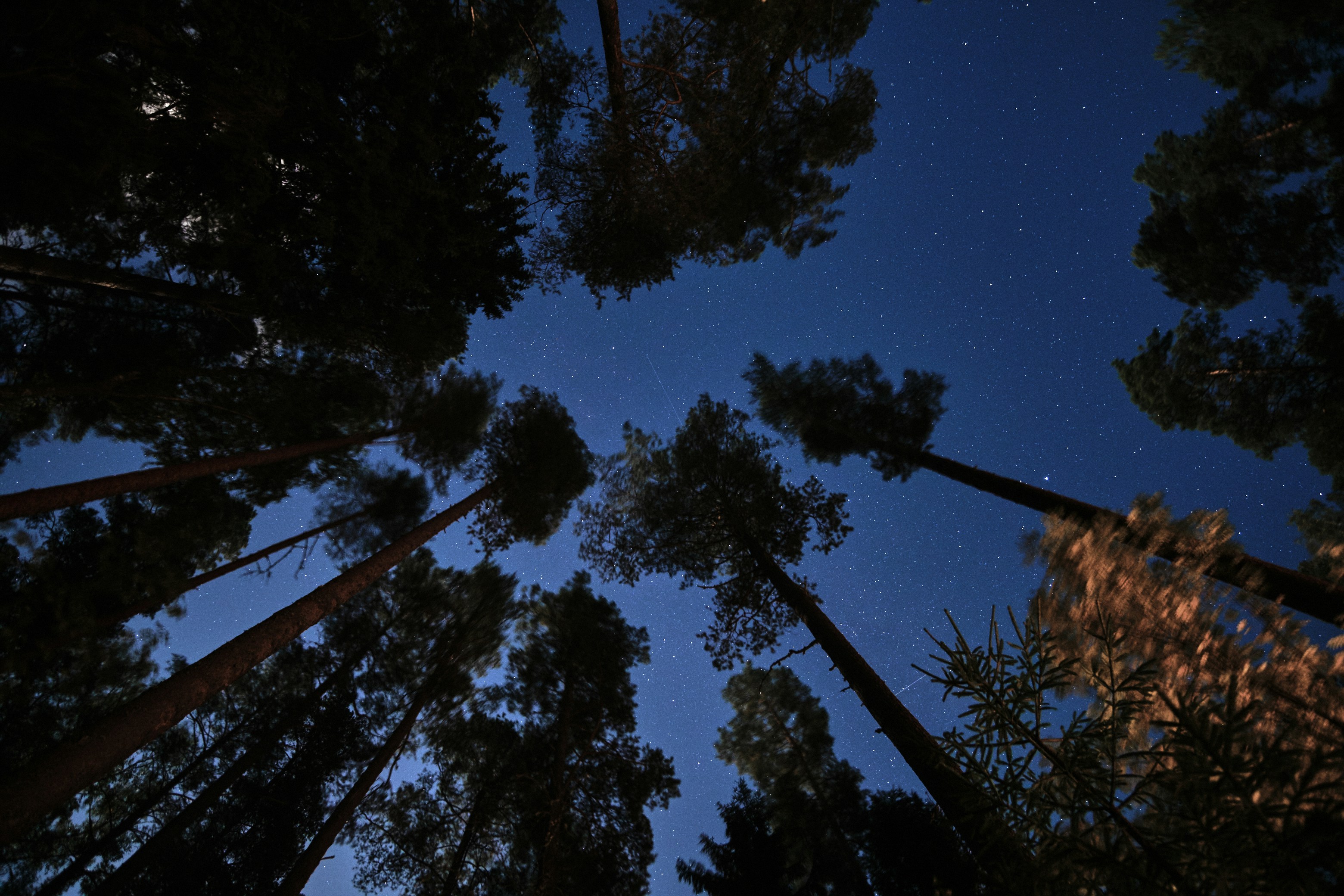 Starry sky featuring GPS satellite trails in a forest in Võsu, Estonia