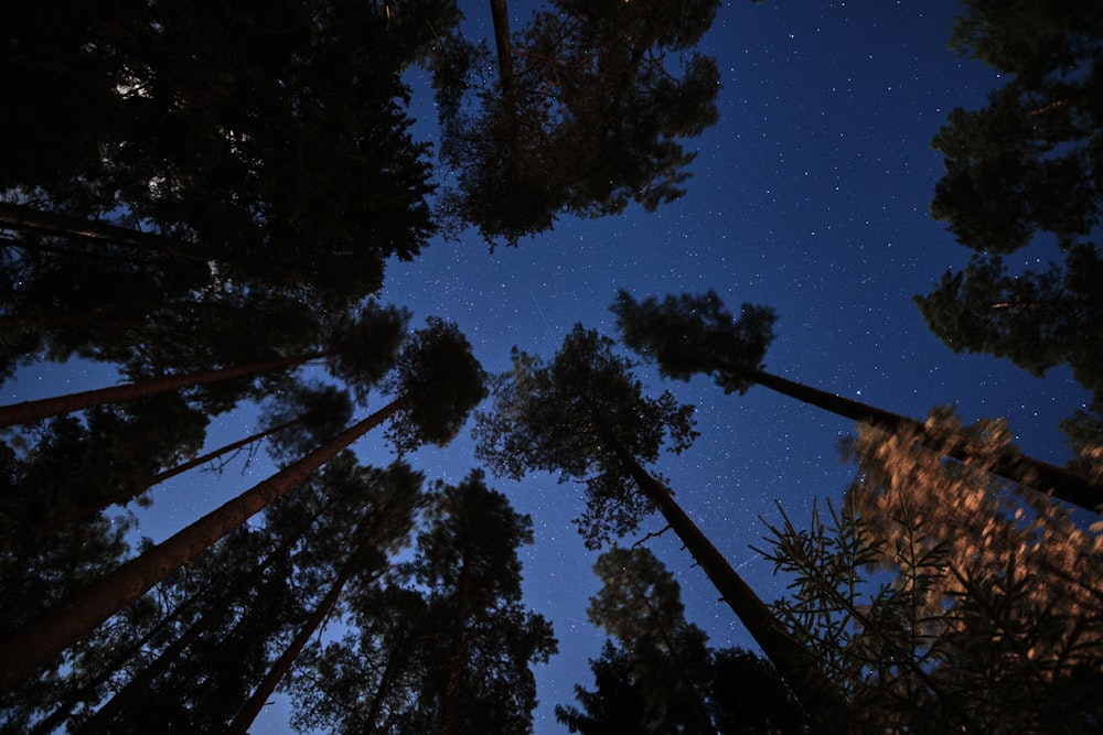 low angle photography of trees