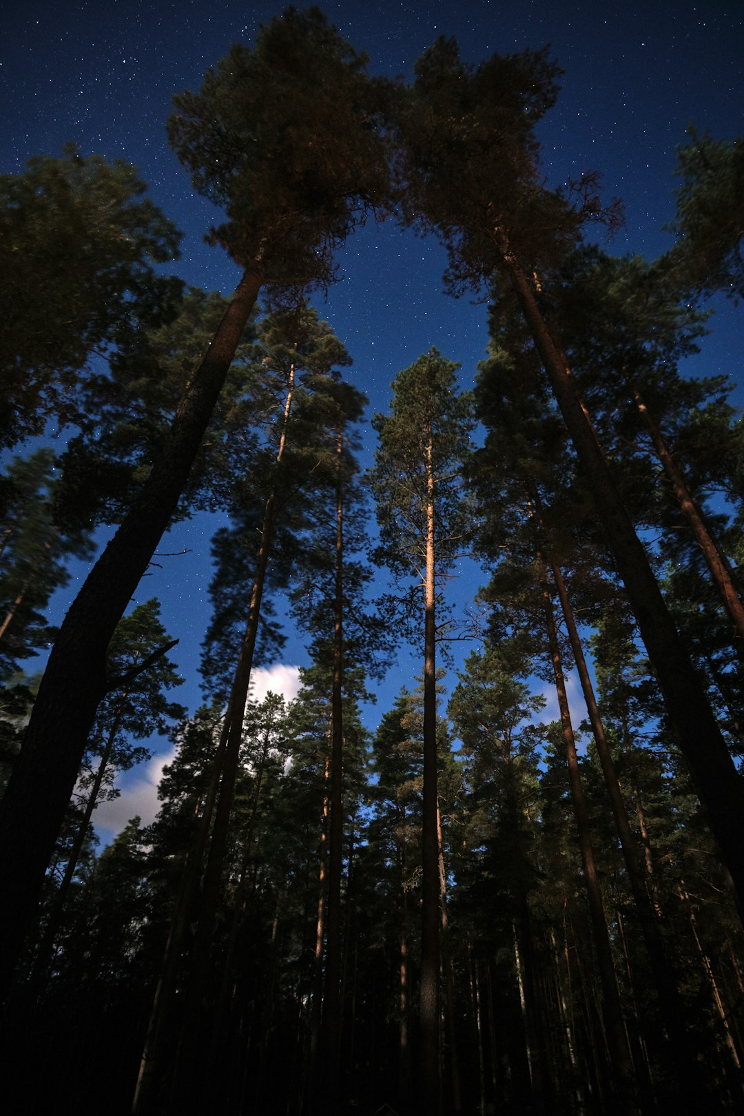 Forest photo spot VÃµsu Keila