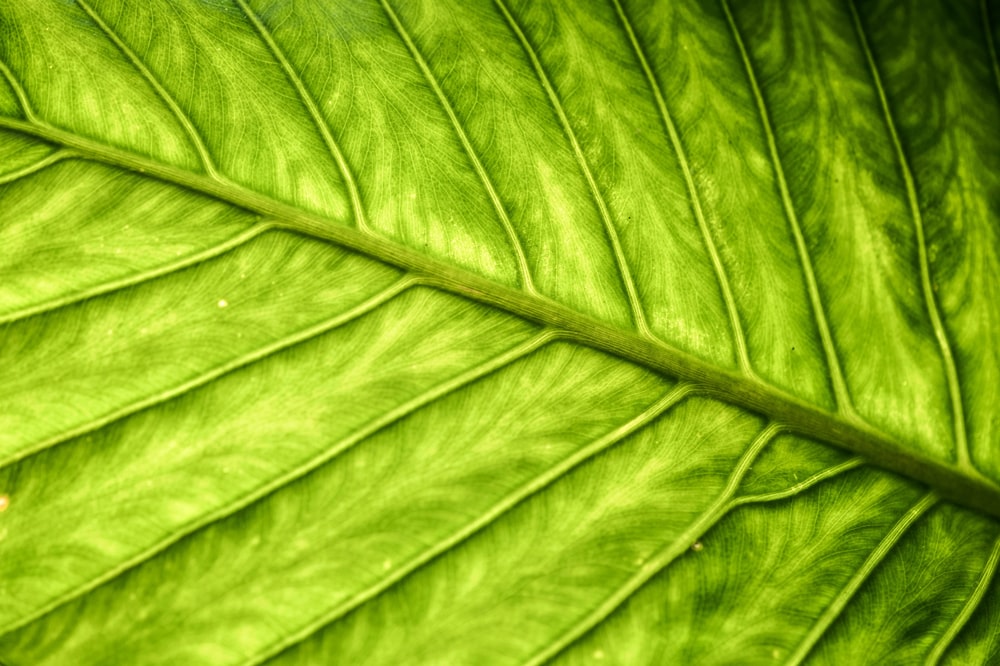 green plant leaf