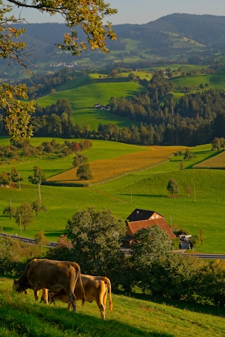 two brown cattle on grass field