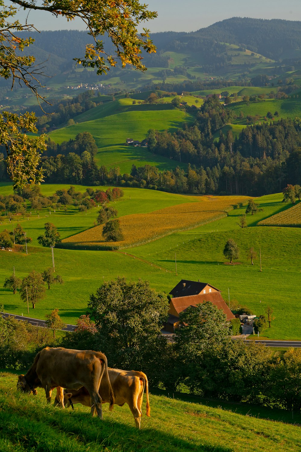 two brown cattle on grass field