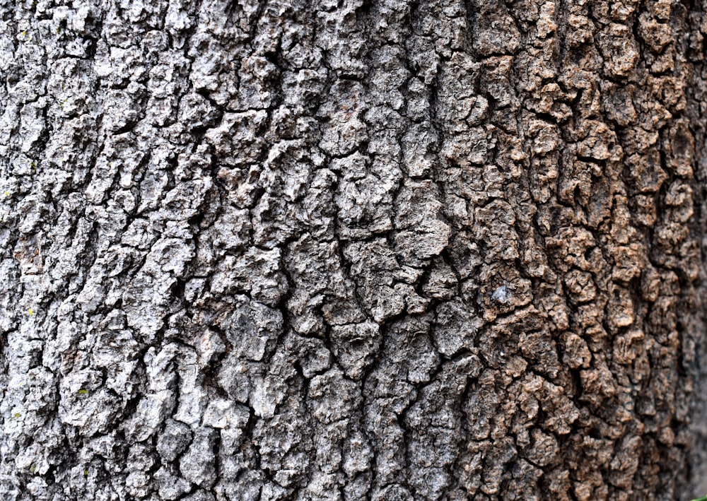 gray tree bark