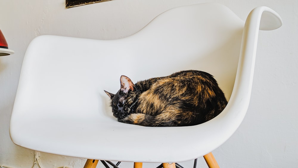 tortoiseshell cat on chair