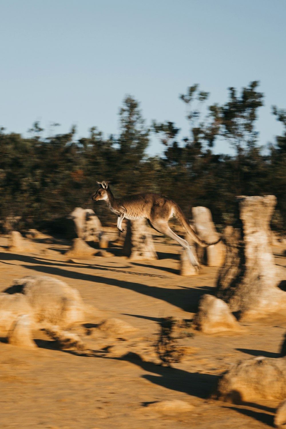 running kangaroo at daytime