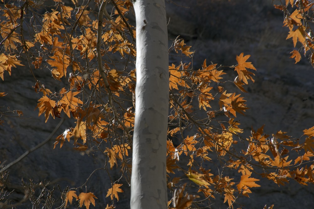 orange leafed tree at daytime