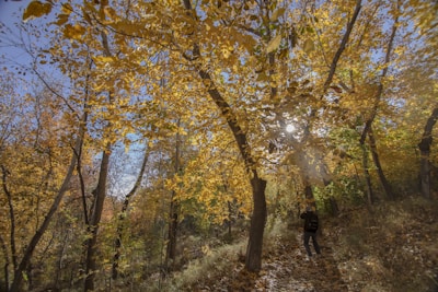 A sunlit trail with a hiker wearing a True South Outfiters flannel shirt and wool hat, surrounded by autumn leaves.