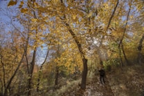 A forested area with tall trees adorned in golden autumn leaves. Sunlight filters through the branches, casting dappled shadows on the wooded path. A person wearing a backpack walks along the trail, surrounded by the vibrant colors of fall foliage.