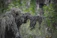 Hunter in camouflage gear aiming with a rifle in a dense forest.