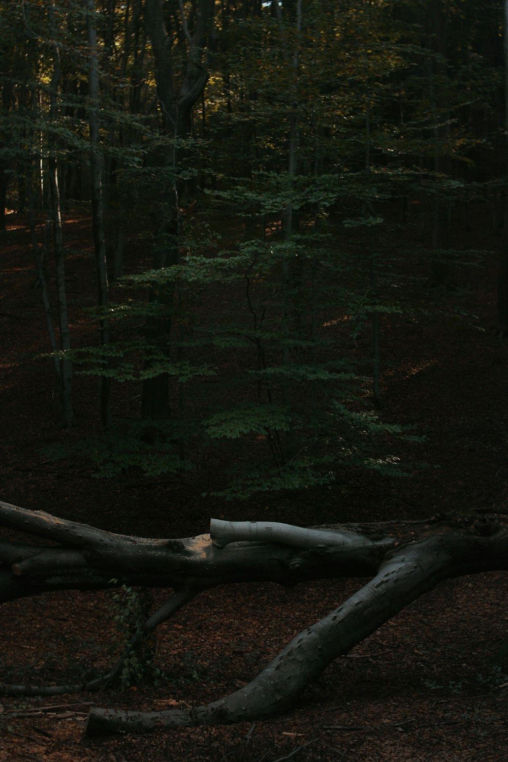 driftwood beside tree at daytime