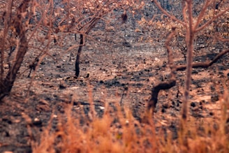 Charred and barren landscape with burnt trees and scorched earth, indicative of the aftermath of a wildfire. Sparse vegetation remains, with blackened soil and ash visible on the ground.
