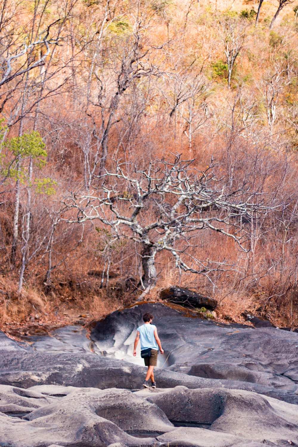 man walking near bare tree at daytime
