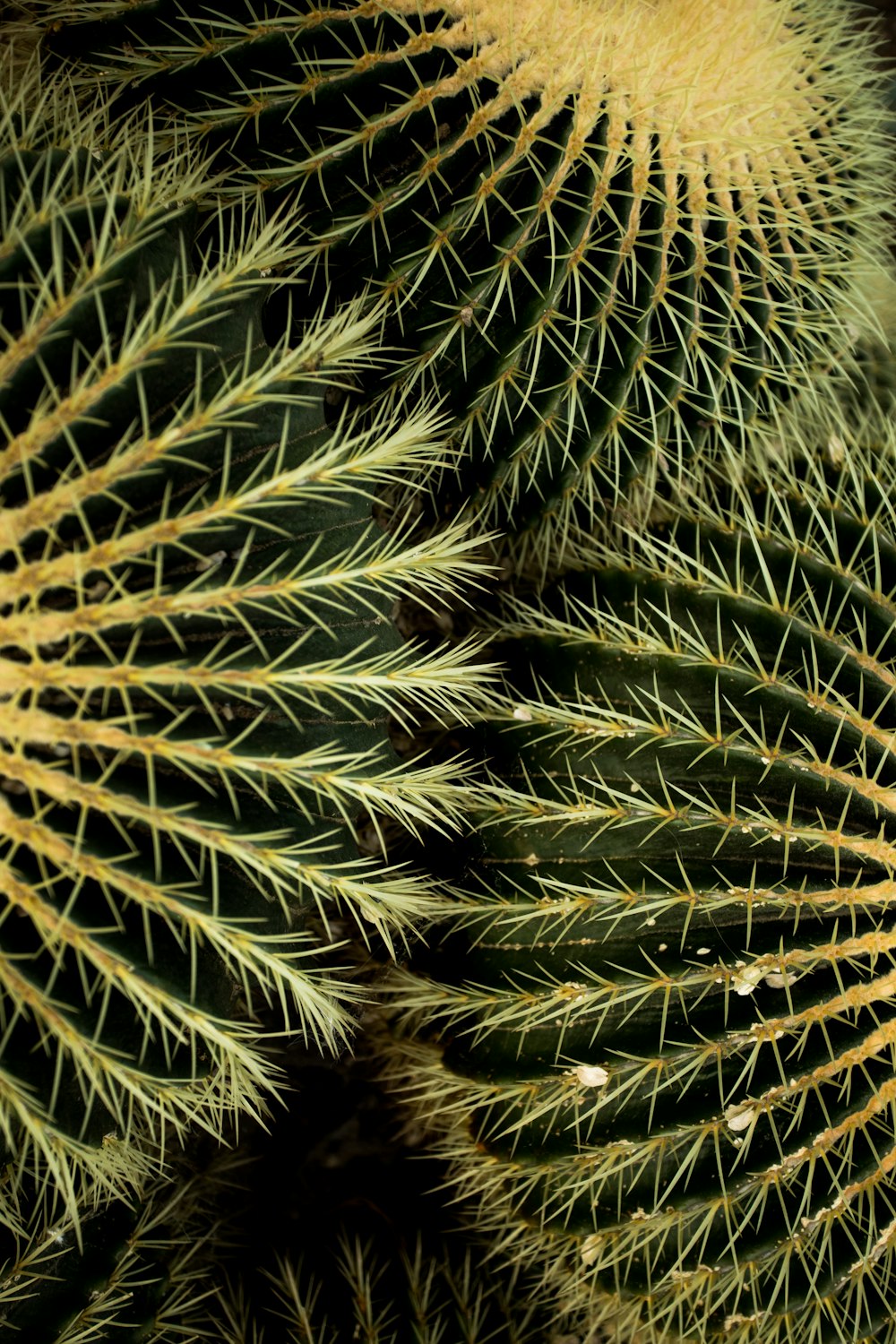 selective focus photography of green cacti