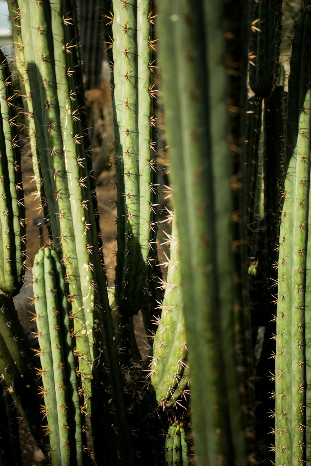 cactus verde