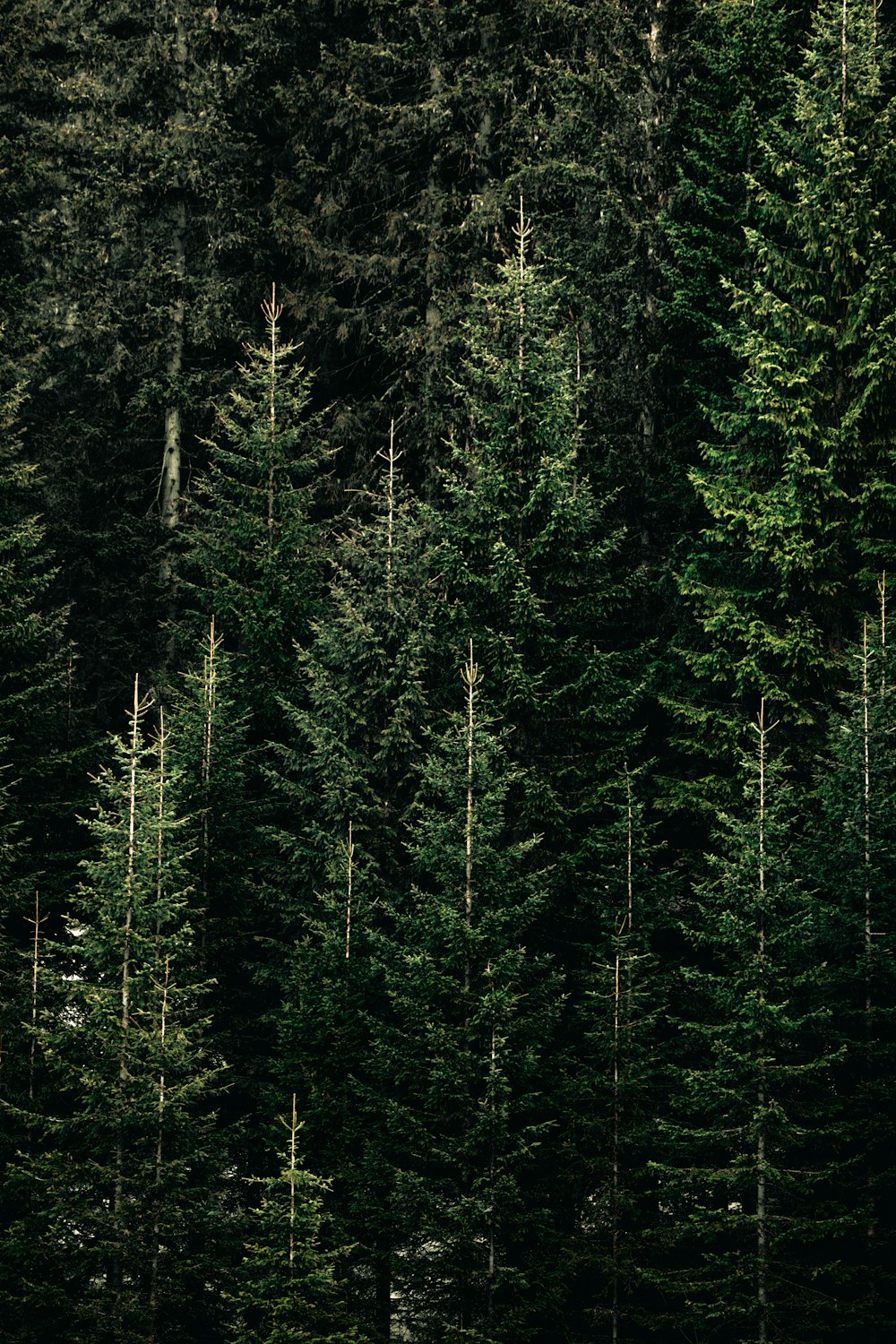 green forest with pine trees