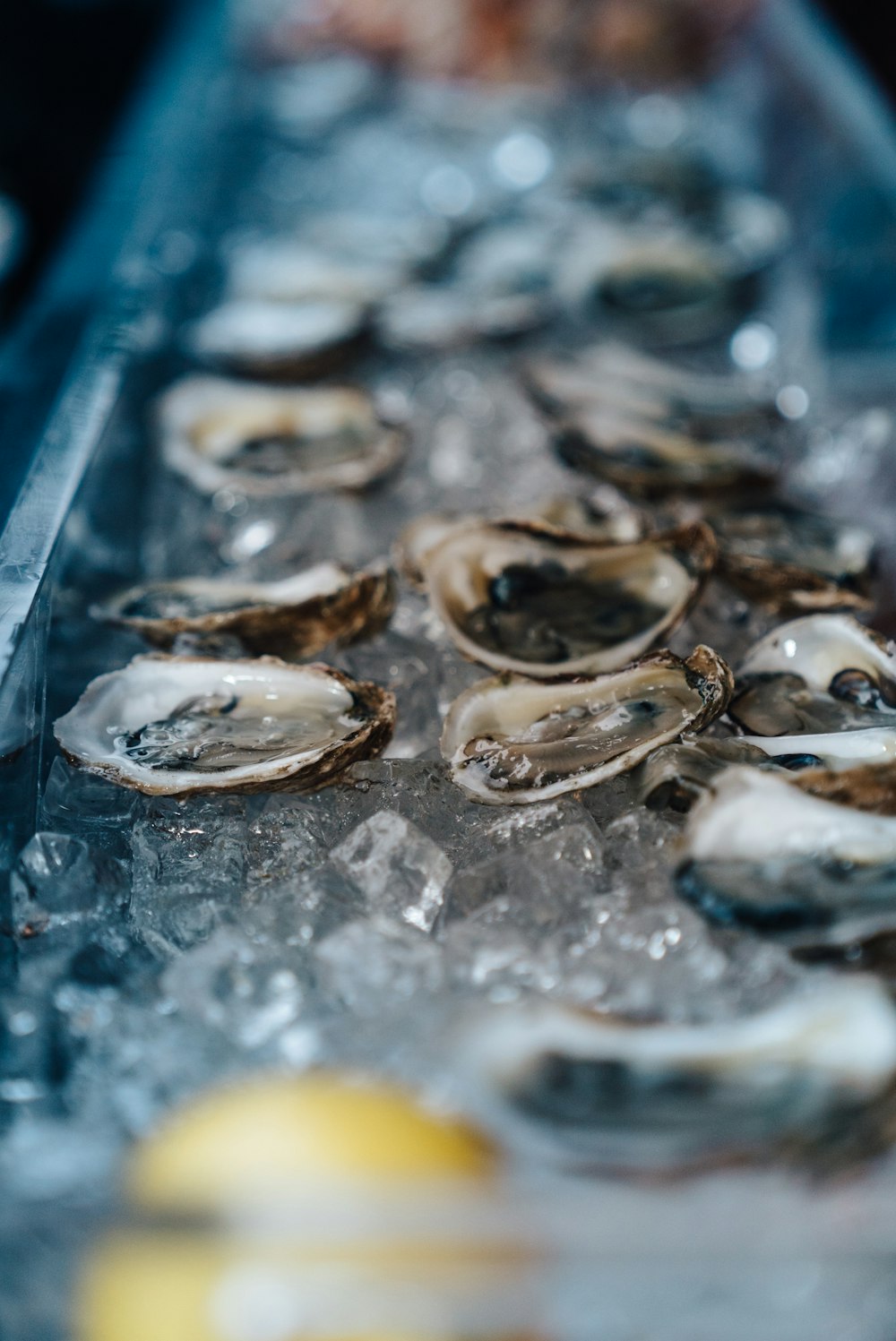 oysters on crushed ice