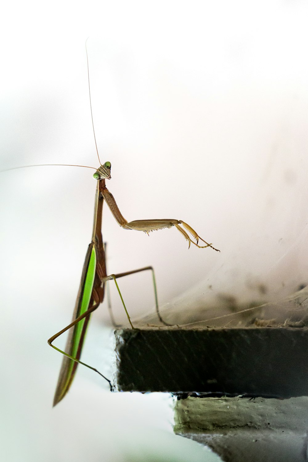 green and brown praying mantis