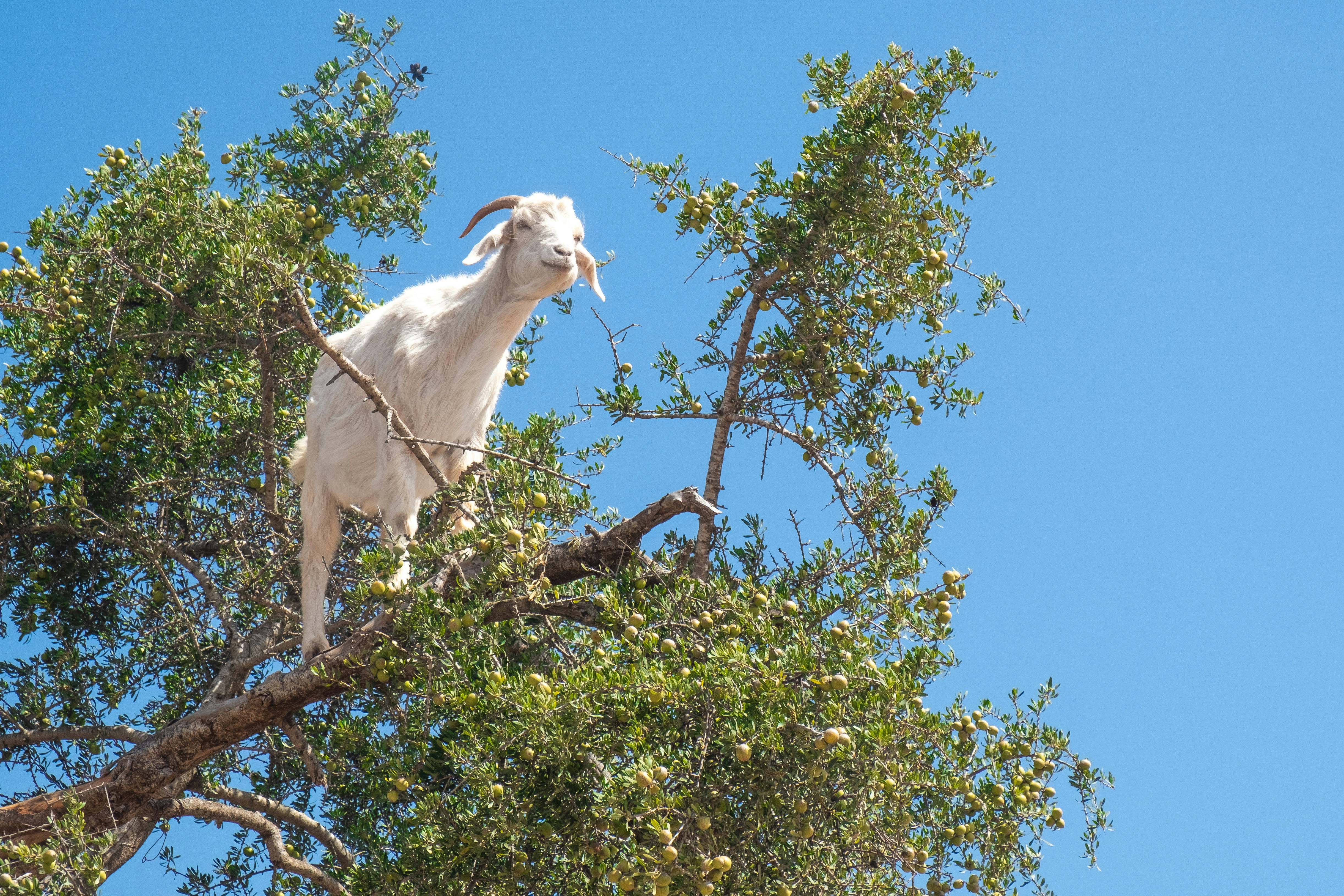 Goat Reaches for the Sky

