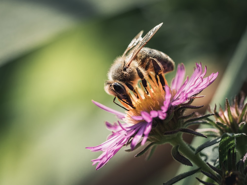 Fotografía de enfoque selectivo de abeja marrón