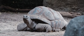 tortoise crawling on ground near rock