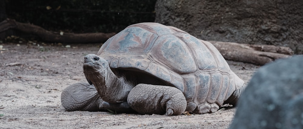 tortoise crawling on ground near rock