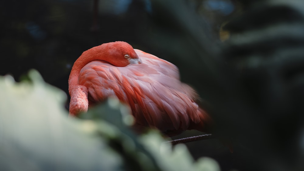 pink flamingo