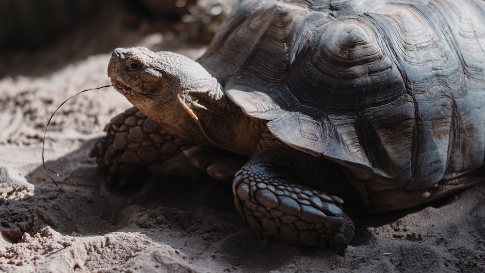 brown turtle on ground during daytime